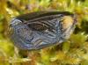 Gryllus campestris